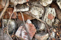 Exposed tree roots tangled in brick foundation.