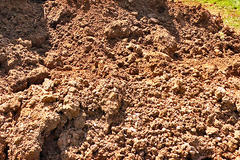 A mound of soil.