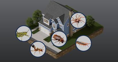 pest that damage your foundation