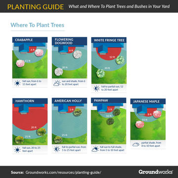 Planting Guide: Best Trees and Bushes for Your Yard