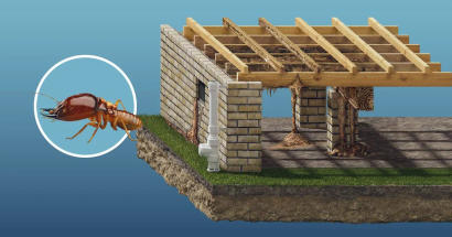 Termite damage 3D illustration with a closeup of termite.