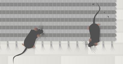 Mice inside of home illustration.