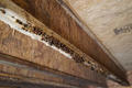 Close-up of wood rot on joist in crawlspace.