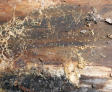 Black mold and fungus on wood on the foundation of a home.