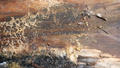 Black mold and fungus on wood on the foundation of a home.