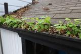 A gutter clogged with dirt and debris.