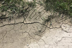 Dry, cracked earth with sparse green grass at the edges.