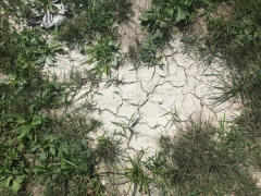 Dry, cracked soil surrounded by patches of green grass and small plants.