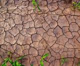 Dry cracked soil in drought with sprigs of grass