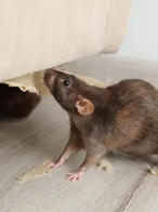 pest infestation