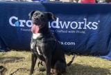 dog sitting by a Groundworks table at the annual Mutt Strut