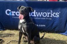 dog sitting by a Groundworks table at the annual Mutt Strut