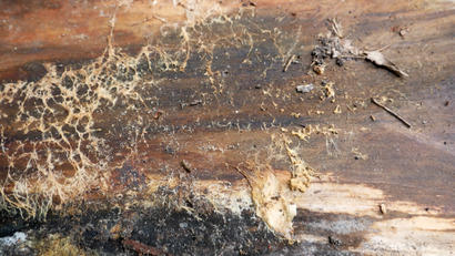 Close-up of a decaying log with intricate fungal growth patterns, reminiscent of removing crawl space mold, surrounded by scattered dirt and debris.