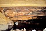 Wooden beams in a crawl space show signs of mold and moisture damage.