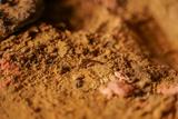 A small brown centipede crawling on loose, textured, reddish-brown soil.