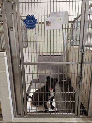 Black and white dog sitting in a kennel at an animal shelter.