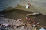 Standing water and debris on a concrete floor near a damaged wall with exposed pipe suggest a possible high water table issue.