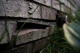 Close-up of a brick wall with cracked and displaced bricks, signs of foundation cracking, surrounded by green grass.