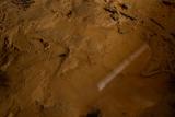 Close-up of wet, muddy ground with a small puddle reflecting light, suggesting a high water table.