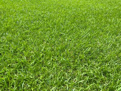centipede grass lawn