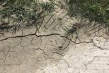 Dry, cracked dirt with sparse green grass growing along the top edge of the image.