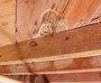 Wooden beams showing water damage, mold, and early signs of wood rot or dry rot fungus beneath the roof structure.