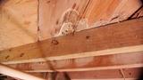 Wooden beams showing water damage, mold, and early signs of wood rot or dry rot fungus beneath the roof structure.