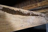 Close-up of a wooden beam with mold and surface damage.