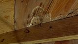 Water-damaged wood ceiling with visible mold growth and discoloration on the surface.