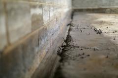 Close-up of a wet, unfinished concrete floor by a brick wall, showing debris—ideal for illustrating concrete foundation repair needs.