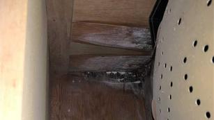 Wood wall corner with visible mold, dirt, and cobwebs behind a perforated metal object.