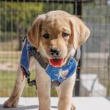 blonde puppy wearing blue working vest