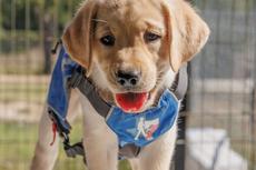 blonde puppy wearing blue working vest