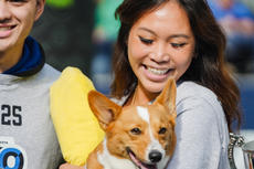 Groundworks crew member holding a Corgi dog smiling at Corgi Cup Halftime show in Seattle