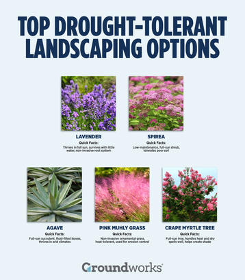 graphic depicting five drought-tolerant foliage elements