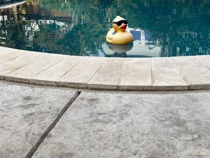 yellow rubber duck with sunglasses floating in a swimming pool next to the edge of a concrete pool deck