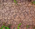 Expansive soil showing shrinkage cracks