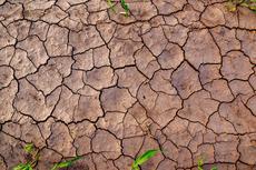 Expansive soil showing shrinkage cracks