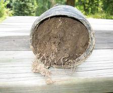 A plant pot tipped on its side showing tangled roots and soil on a wooden surface.
