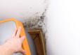 moldy basement walls