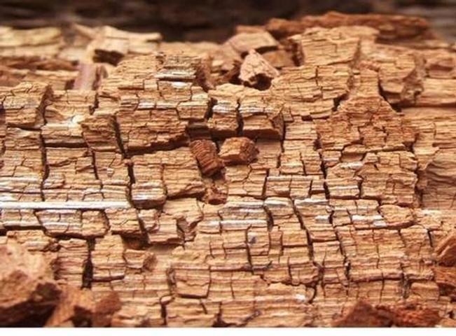 Close-up of weathered, cracked tree bark with a detailed, textured surface pattern.