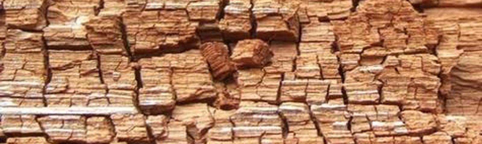 Close-up of weathered, cracked tree bark with a detailed, textured surface pattern.