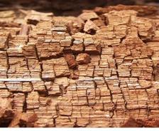 Close-up of weathered, cracked tree bark with a detailed, textured surface pattern.