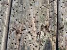 Close-up of weathered wood with numerous small holes and decayed textures.