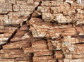 Close-up of cracked and weathered tree bark with layers of brown and beige textures.