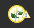 illustration japanese knotweed