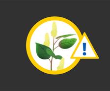 illustration japanese knotweed