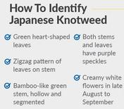 qualities of japanese knotweed