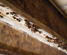 Close up of mold growing on wooden beam in crawl space