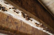 Close up of mold growing on wooden beam in crawl space